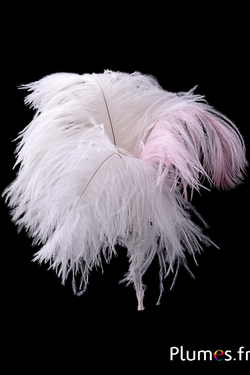 Plumet autruche - 4 plumes, hauteur  20-24 cm - crème-rose
